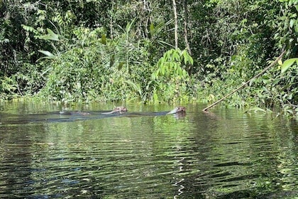 7 Day Amazon Deep Survival Trip to Amanã lake