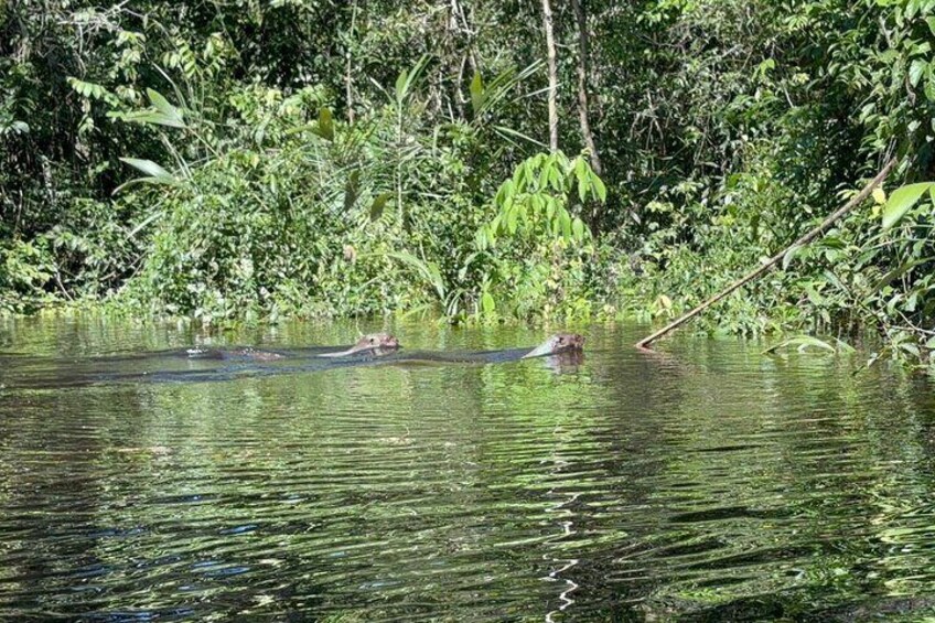 7 Day Amazon Deep Survival Trip to Amanã lake