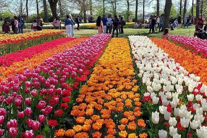3 hour Private City Hop-On Hop-Off in Amsterdam