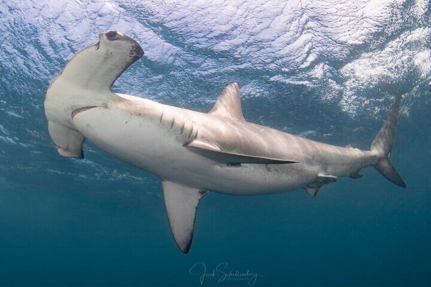 Shark Snorkeling Experience in South Florida