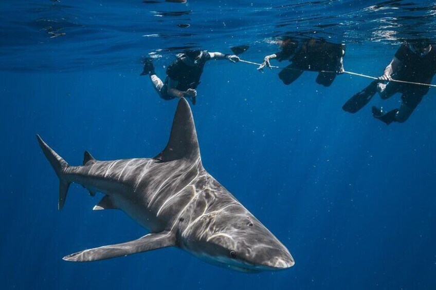 Shark Snorkeling Experience in South Florida