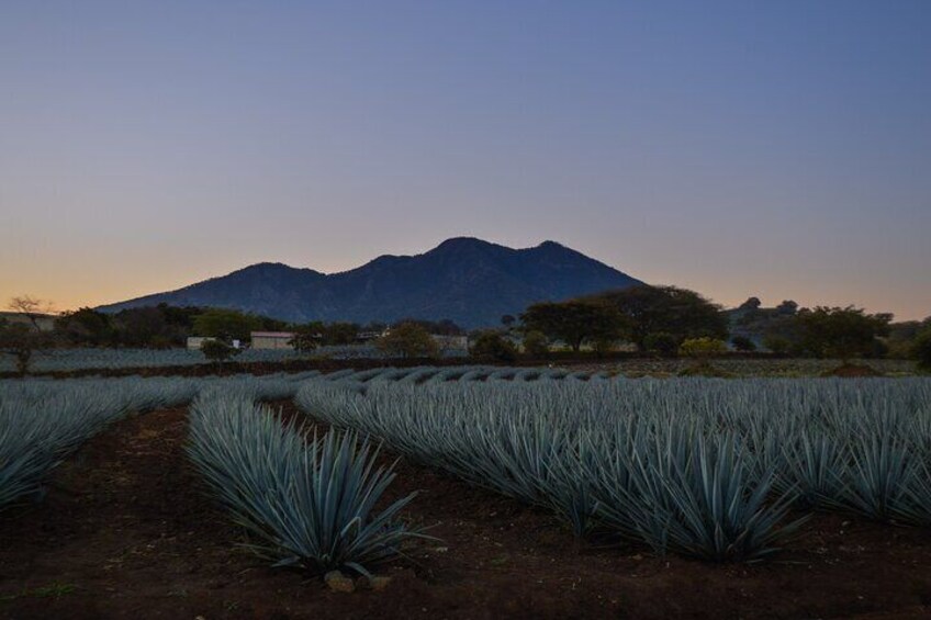 Tequila José Cuervo Tasting Guided Tour to Puerto Vallarta