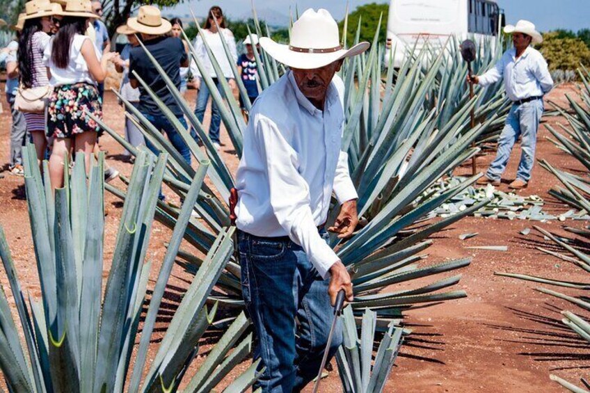 Tequila José Cuervo Tasting Guided Tour to Puerto Vallarta