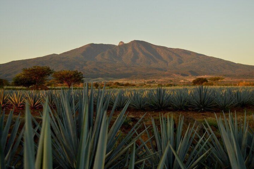 Tequila José Cuervo Tasting Guided Tour to Puerto Vallarta