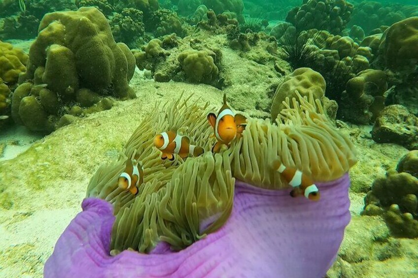 Nemo!
( Koh Yang )