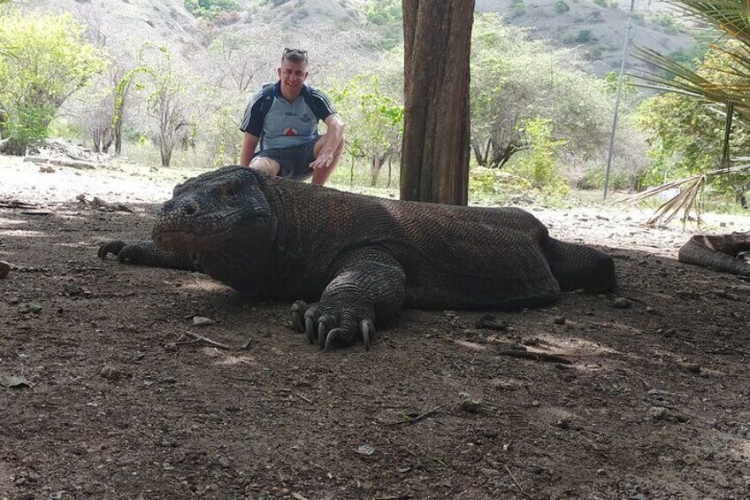 Dragons Komodo Island Day Tour from Bali 