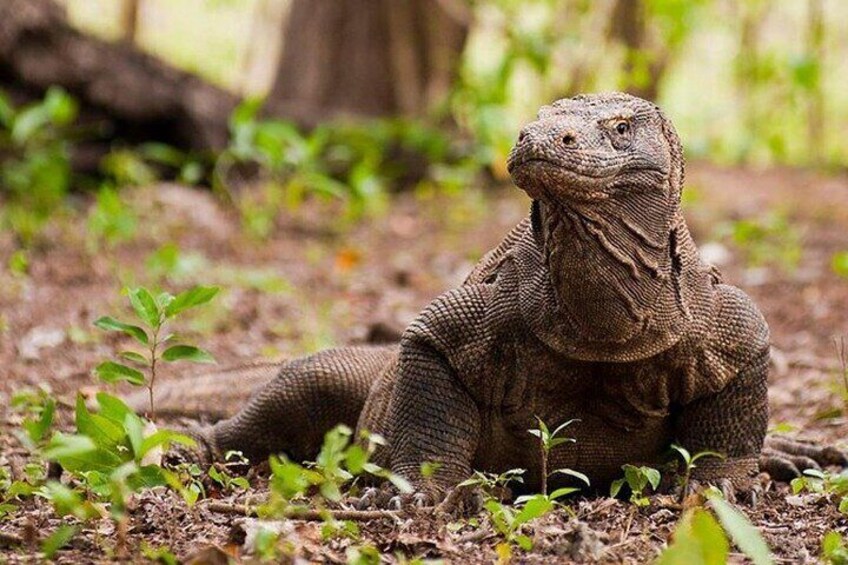 Komodo Island Adventure from Bali (Day Trip)