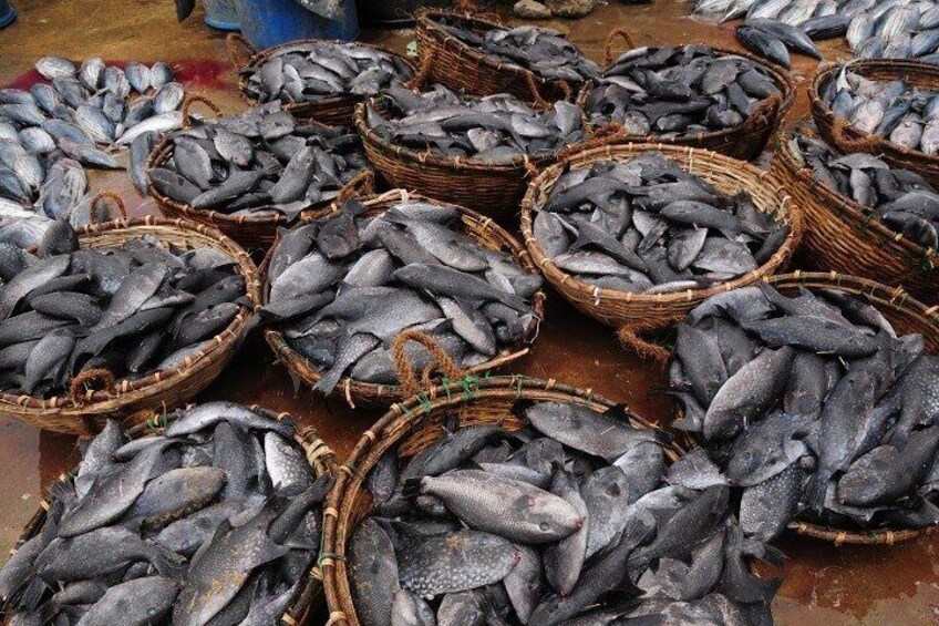 Negombo City Tour With Negombo Lagoon Boat Safari