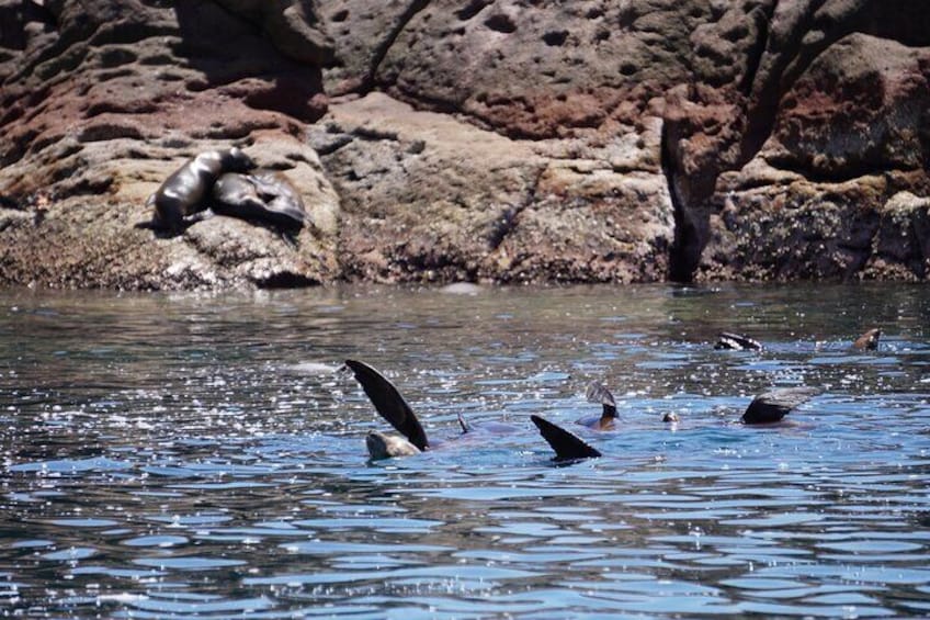 Isla Espiritu Santo Full Day Guided Tour 