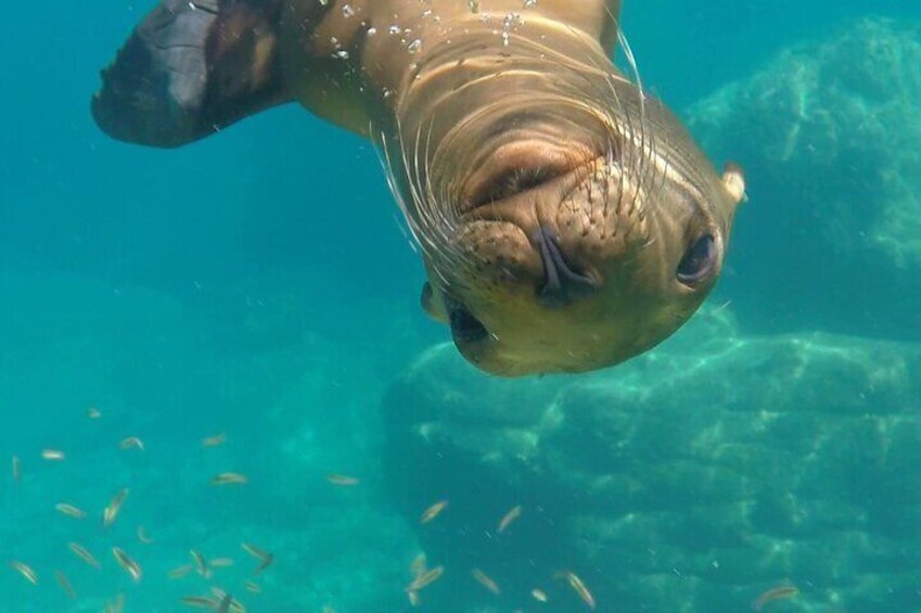 Isla Espiritu Santo Full Day Guided Tour 