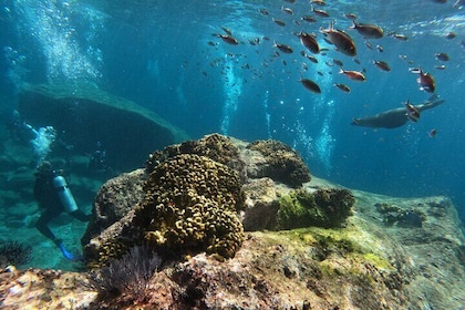 Isla Espiritu Santo Full Day Guided Tour