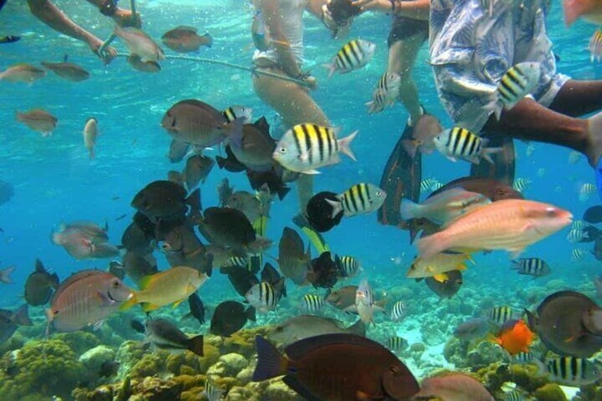 Boat trip to the San Andrés Aquarium