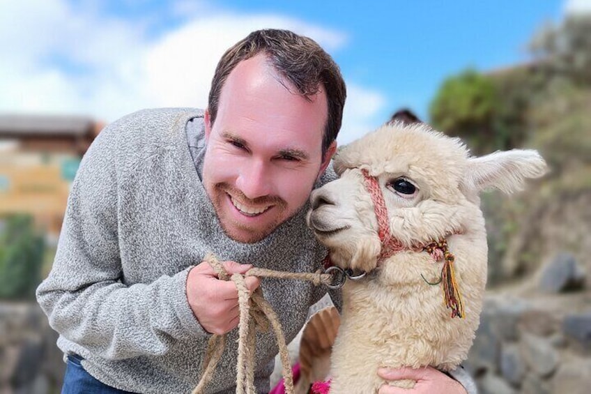 Quilotoa alpaca