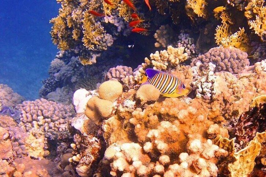Tiran Island Boat Cruise from Sharm el Sheikh