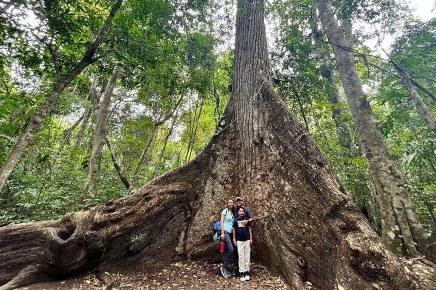 Venture into Tikal and walk among the jungle and the majestic Mayan pyramids.