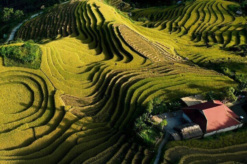 The ricefield terrace 