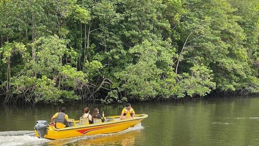 Bintan Mangrove or Fireflies Discovery Tour