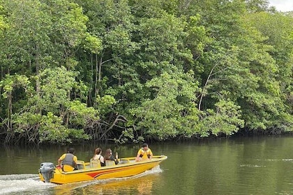 Bintan Mangrove or Fireflies Discovery Tour