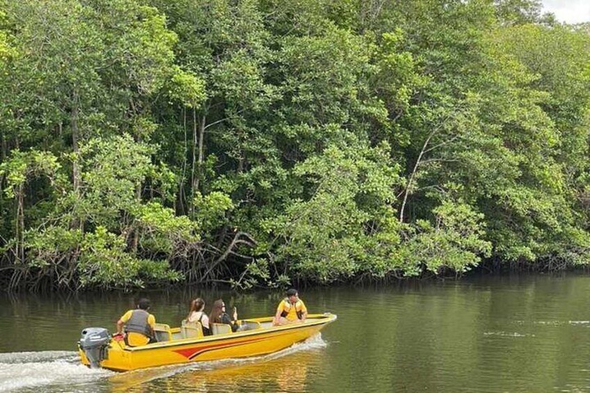 Bintan Mangrove or Fireflies Discovery Tour