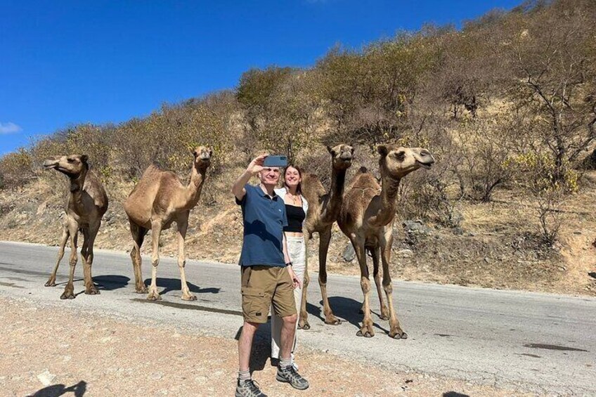 Mountain Camels