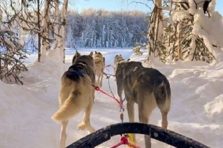 Adventure Awaits Dog Sledding on Stunning Alaskan Trails