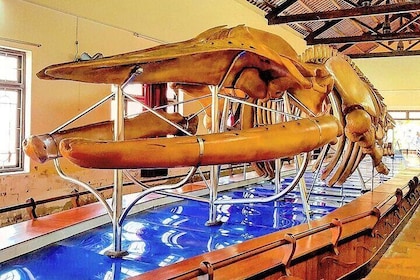 Discover Ta Cu Mountain, Lying Buddha, Phan Thiet City,Cham Tower