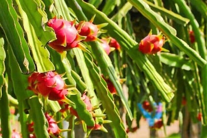 Discover Ta Cu Mountain, Lying Buddha, Phan Thiet City,Cham Tower