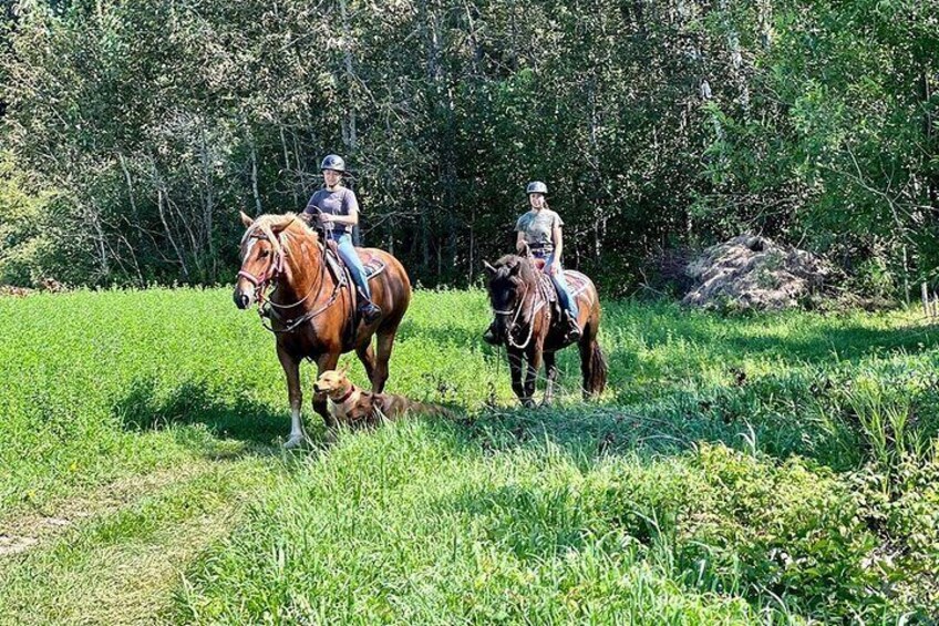 Guided Horse Riding in the Bay of Saint Paul Valley