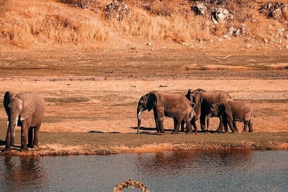 Safari 3 days 2 night from zanzibar to mikumi national park