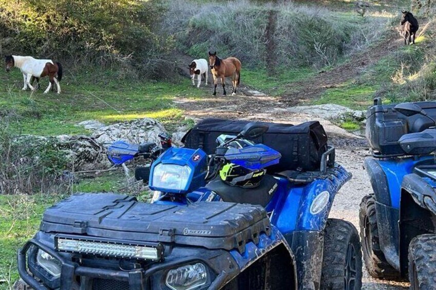 4 Hour Quad Bike Tour in Bracciano