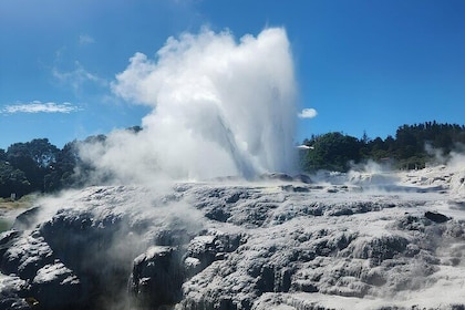 Auckland : Hobbiton & Te puia & red wood forest Private Tour