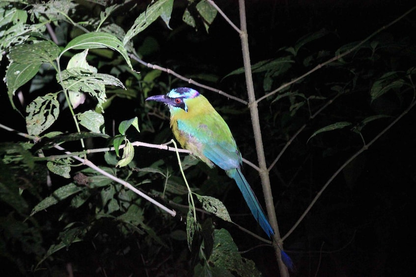 Picture 2 for Activity Monteverde Night Walk in a High Biodiversity Forest