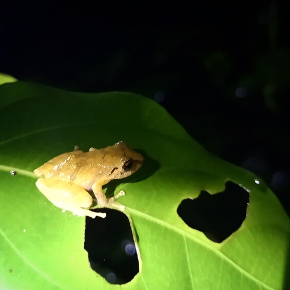 Picture 10 for Activity Monteverde Night Walk in a High Biodiversity Forest