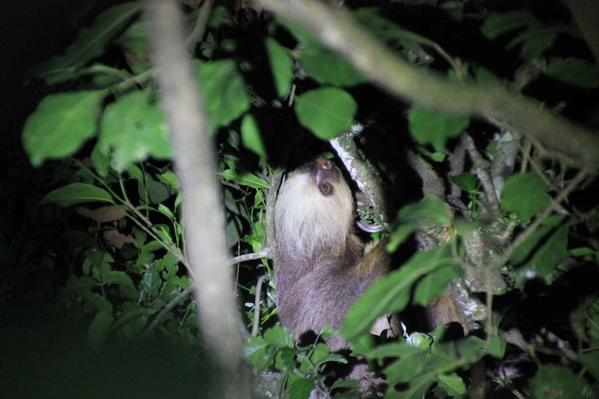 Monteverde Night Walk in a High Biodiversity Forest