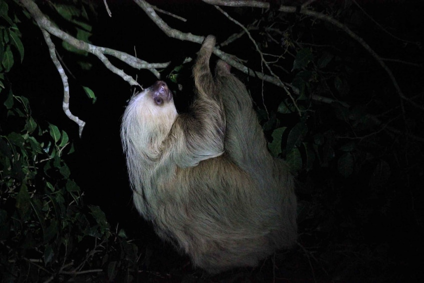 Picture 7 for Activity Monteverde Night Walk in a High Biodiversity Forest