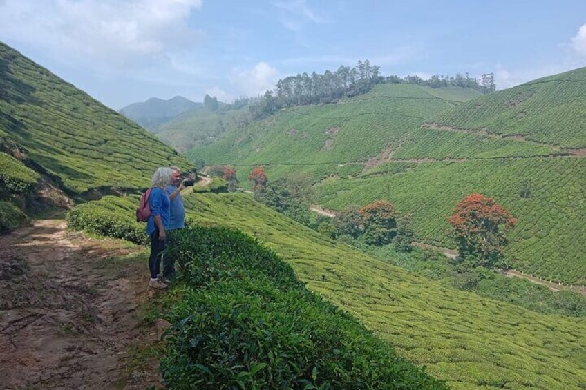 Green Magic One Night Two Days Trip to Munnar