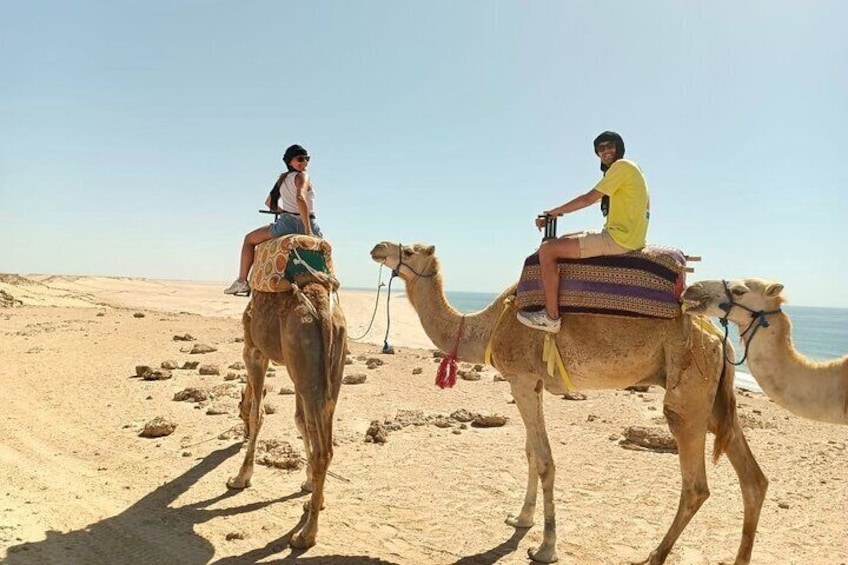 1 Hour Dakhla Camel Ride Experience