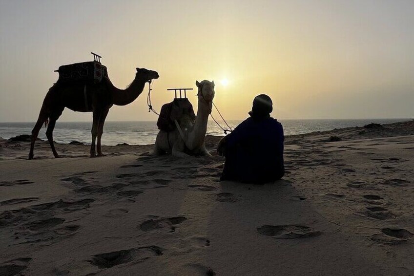 1 Hour Dakhla Camel Ride Experience