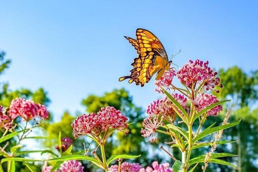 Dubai Miracle Garden + Dubai Butterfly Garden Tickets