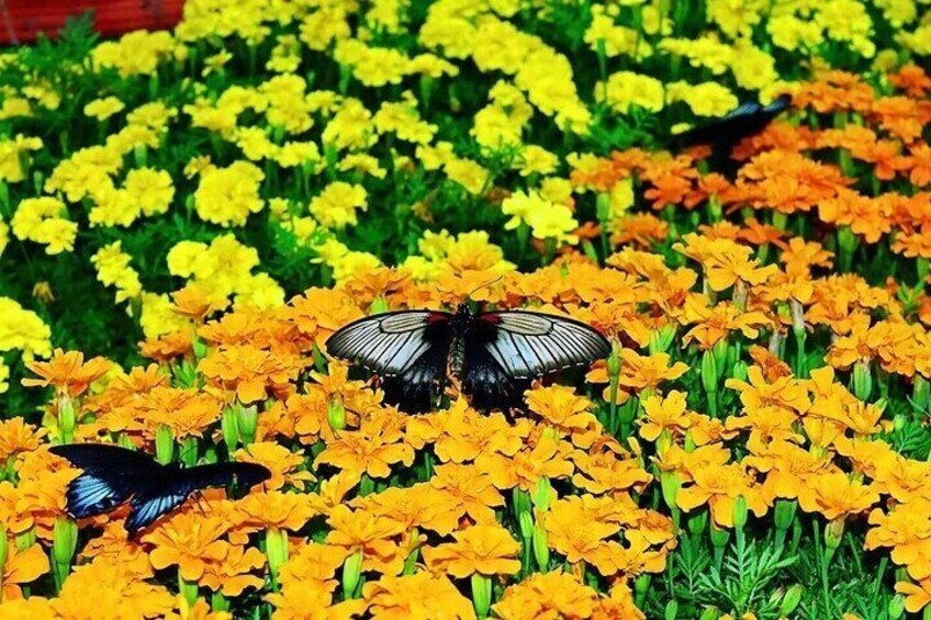 Dubai Miracle Garden + Dubai Butterfly Garden Tickets