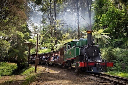 Puffing Billy Train and Penguins Wildlife Tour