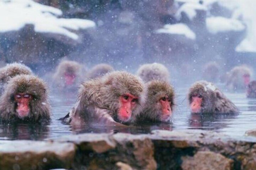 Tokyo Day Trip to Snow Monkeys and Zenkoji