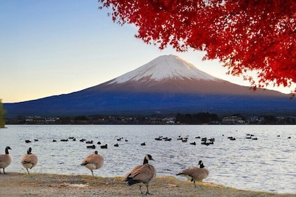 Mt. Fuji 5th Station Day Tour and Matcha Making in Tokyo