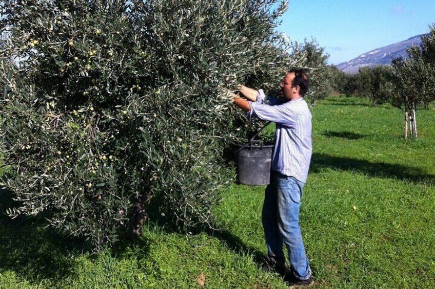 Private Tasting of Extra Virgin Olive Oil in Sicily