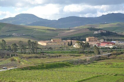 Private Tasting of Extra Virgin Olive Oil in Sicily