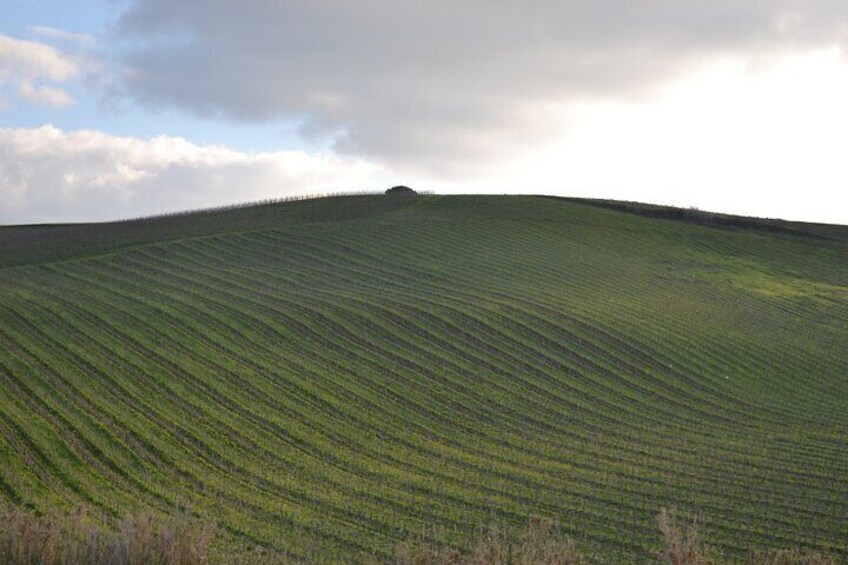 Private Tasting of Extra Virgin Olive Oil in Sicily