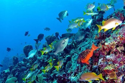 Bermuda Aquarium, St. George & Tobacco Bay Wheelchair Access Tour