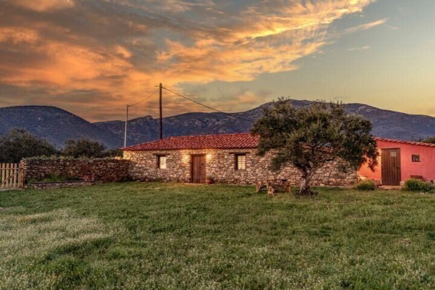 Explore Private Olive Oil Tasting in Greece
