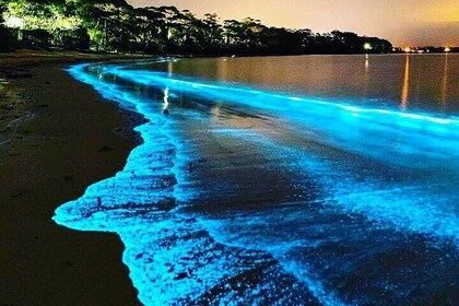 Florida Bioluminescence Clear Kayak Tour | Cocoa Beach (Kiwanis Island)