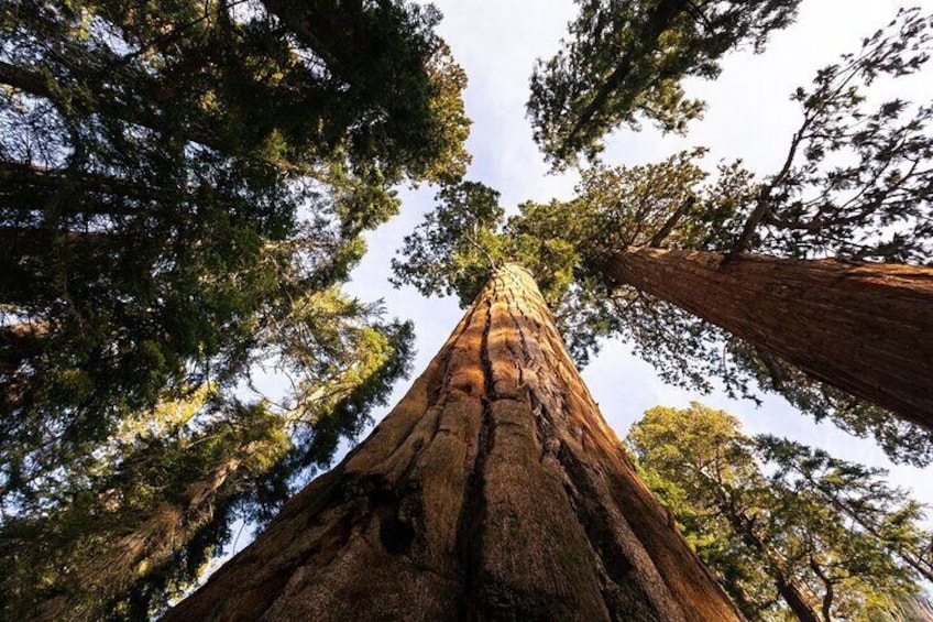 Sequoia Trees